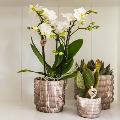 Zdjęcie produktu dla Marmurowa doniczka ciemna - Ø6cm - ceramiczna doniczka o eleganckim wygladzie