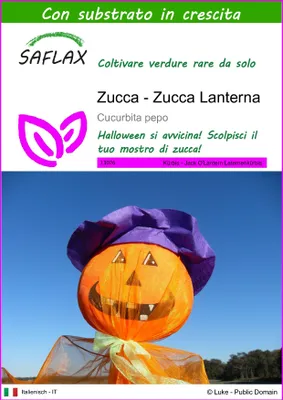 Immagine prodotto di SAFLAX - Zucca - Zucca Lanterna - 10 semi - Con substrato - Cucurbita