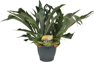 Produktbild von Geweihfarn Platycerium bifurcatum Hirschgeweihfarn Ø21cm Höhe 50cm pflegeleicht