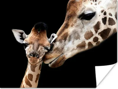 Produktbild von MuchoWow® Poster Giraffe - Tiere - Schwarz - Porträt - Tiere 120x90 cm - Wandbild