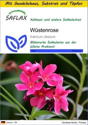 Produktbild von SAFLAX Anzucht Set - Wüstenrose - Adenium obesum - 8 Samen - Mit Mini-Gewächshaus, Anzuchtsubstrat und 2 Töpfen