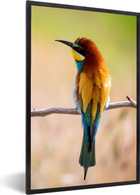 Produktbild von MuchoWow® Gerahmtes Poster Vögel - Bienenfresser - Tiere 60x90 cm - Poster mit Schwarzem Bilderrahmen Wandposter Rahmen Foto Bilder - Kunst