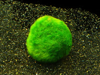 Produktbild von 1 Mooskugel Größe M = 3-4cm  (Cladophora Aegagrophila)
