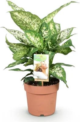 Produktbild von Dieffenbachia Compacta - Buntlaubige Zimmerpflanze - 17cm - Höhe 45-50cm