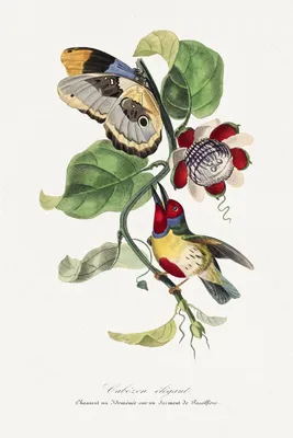 Produktbild von Plakat 20x30cm Barbetvogel, Gervais Vintage für das Wohnzimmer
