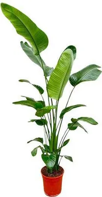 Zdjęcie produktu dla Drzewo Strelitzia – Strelitzia Nicolai – roślina doniczkowa 190 cm – Ø27 cm – biały ptak rajski z dużymi zielonymi liśćmi – egzotyczna roślina doniczkowa do wnętrz i chronionych obszarów zewnętrznych