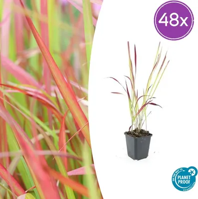 Zdjęcie produktu dla Imperata cylindrica 'Red Baron' | 48 sztuk - 10-25cm - Ø9cm - Roślina ogrodowa