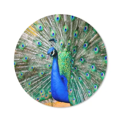 Produktbild von MuchoWow® Mauspad Mousepad Pfau - Federn - Blau 50x50 cm - Mousepads - Maus Mat - Pad - Mausunterlage - Vinyl
