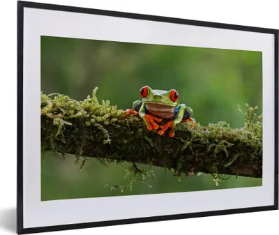 Produktbild von MuchoWow® MuchoWow® Gerahmtes Poster Rotäugiger Quecksilberfrosch auf bewachsenem Ast 60x40 cm - Poster mit zchwarzem Bilderrahmen - Schlafzimmer - Plakat in Rahmen - Drucken