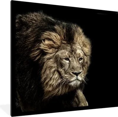 Produktbild von MuchoWow® MuchoWow® Gerahmtes Poster Löwe - Tiere - Schwarz 40x40 cm - Poster mit zchwarzem Bilderrahmen - Mit Rahmen - Wanddekoration Schlafzimmer
