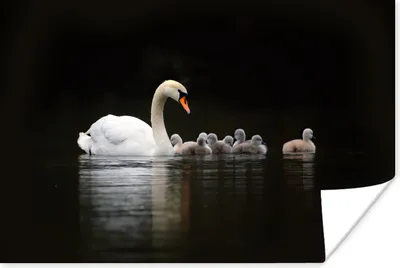 Produktbild von MuchoWow® Poster Vögel - Schwan - Küken 90x60 cm - Schlafzimmer
