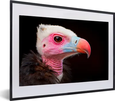 Produktbild von MuchoWow® MuchoWow® Gerahmtes Poster Geier - Vogel - Schnabel 60x40 cm - Poster mit zchwarzem Bilderrahmen - Schlafzimmer - Plakat in Rahmen - Drucken