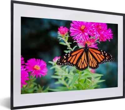 Produktbild von MuchoWow® Gerahmtes Poster Schmetterling - Botanisch - Blume 40x30 cm - Poster mit Schwarzem Bilderrahmen Wandposter Rahmen Foto Bilder - Bilderrahmen - Poster im Rahmen
