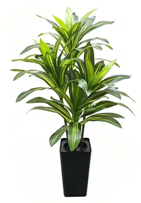 Obrázek produktu pro Umělá rostlina dračí strom – Vysoká umělá rostlina 120 cm – S černým květináčem – Velká tropická pokojová rostlina Yucca vhodná do obývacího pokoje a kanceláře – Zelená