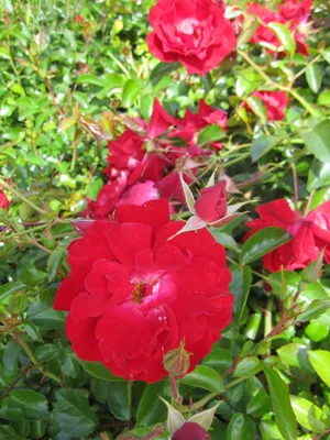Produktbild von Bodendeckerrose Mainaufeuer® - Rosa Mainaufeuer® - Kordes-Rose