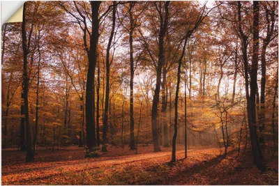 Produktbild von ARTland Wandbild, selbstklebend Sonnenaufgang im Herbst II Größe: 120x80 cm