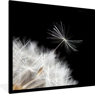 Produktbild von MuchoWow® Gerahmtes Poster Blume - Löwenzahn - Pflanze 40x40 cm - Poster mit Schwarzem Bilderrahmen Wandposter Rahmen Foto Bilder - Mit Rahmen - Wanddekoration Schlafzimmer