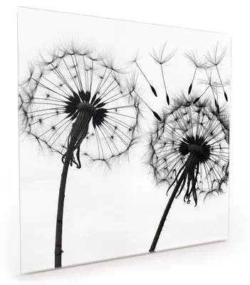 Produktbild von Küchenrückwand Spritzschutz Glas mit Motiv Pusteblumen 40 x 40 cm