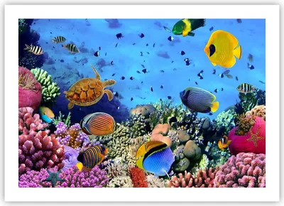 Produktbild von Poster - Poster ohne Rahmen - Korallenriff - 70x50 cm - Wand Bild - Wanddeko - Wandbilder - Kunstposter - Wandposter - Bilder - Kunstdruck - Wanddekoration - Wandbild - P2XAA70x50-3569