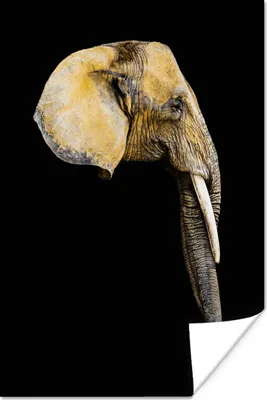 Produktbild von MuchoWow® Poster Elefant - Kopf - Schwarz 60x90 cm - Wanddekoration