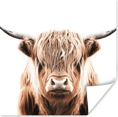 Produktbild von MuchoWow® Poster Tiere - Schottischer Highlander - Kuh 100x100 cm - Babyzimmer
