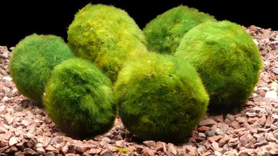 Produktbild von 20 Mooskugeln 4-6 Cm - (Cladophora aegagrophila)
