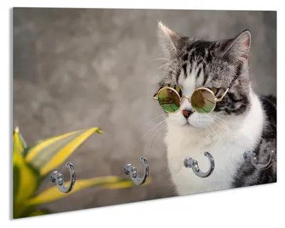 Produktbild von Wallario Schlüsselbrett aus Glas, Motiv: Katze mit Stil, 30 x 20 cm mit 4 Haken