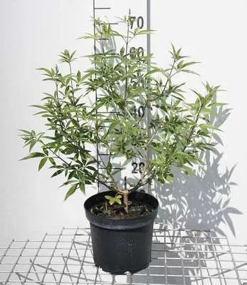 Image de Vitex agnus-castus - Poivre de moine 30- 40 cm - Conteneur