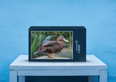 Produktbild von hansepuzzle 36647 - Ruderente Puzzle, 1000 Teile, Tierwelt, 60,0 x 46,0cm mit hochwertiger Aufbewahrung, Kartonbox und wiederverschließbarem Beutel