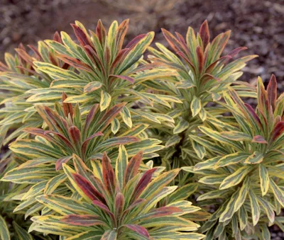 Produktbild von 3 x Euphorbia martinii 'Ascot Rainbow‘ ® (Wolfsmilch) - Stauden Gänge