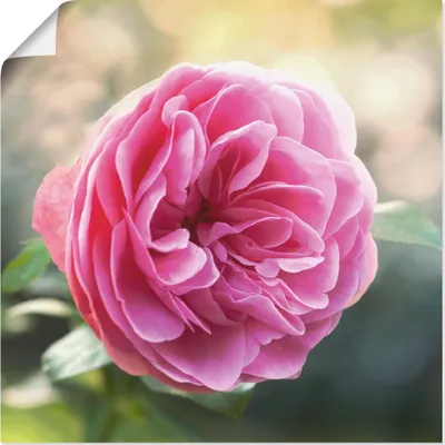Produktbild von ARTland Poster Rosa Rose im Gegenlicht Größe: 50x50 cm