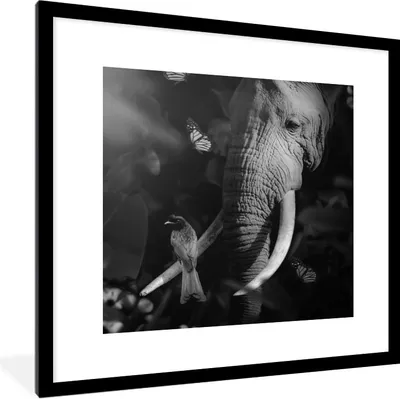 Produktbild von MuchoWow® Gerahmtes Poster Vogel - Elefant - Dschungel - Schwarz - Weiß 40x40 cm - Poster mit Schwarzem Bilderrahmen Wandposter Rahmen Foto Bilder - Poster - Plakat im Rahmen
