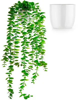 Productafbeelding van Unyqoos® Kunstplant - Eucalyptus hangplant, 60 cm - groene, realistische bladeren in een hoogwaardige, glanzende witte keramische pot, gemakkelijk in onderhoud
