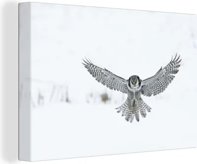 Produktbild von OneMillionCanvasses® - Leinwandbilder - 140x90 cm, Sperbereule, Wandbilder Kunstdruck Wanddekoration - Foto auf Leinwand - Gemälde auf Holzrahmen