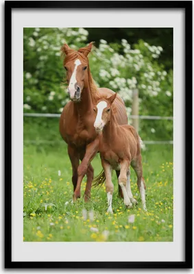Produktbild von Bild - Bilderrahmen - Foto - 70 cm x 100 cm - MDF - Rahmen - Wandkunst - Stute und Fohlen