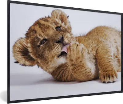 Produktbild von MuchoWow® Gerahmtes Poster Löwe - Weiß - Tiere 90x60 cm - Poster mit Schwarzem Bilderrahmen Wandposter Rahmen Foto Bilder - Fotorahmen - Foto-Plakat