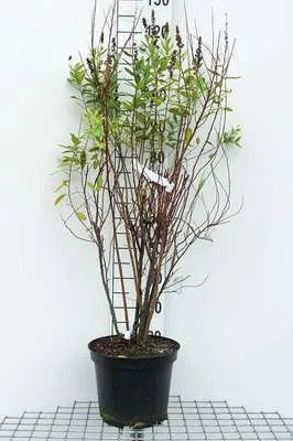 Immagine prodotto di Spiraea billardii - Spirea nuziale 60-80 cm - Contenitore