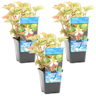 Produktbild von 3er-Set Houttuynia Cordata Chameleon, Chamäleonpflanze, 10-20 cm