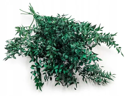 Produktbild von Enchanted Getrockneter Ruscus – Natürliche grüne Deko