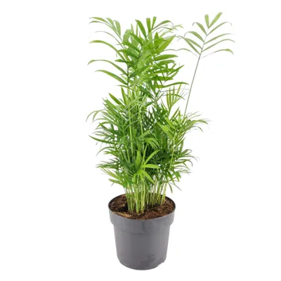 Obrázok produktu pre Gardners Chamaedorea elegans, priemer 17 cm