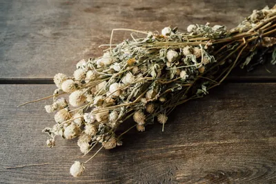 Produktbild von Gomphrena globosa im Bund, getrocknet, Größe ca. 50-60cm, verschiedene Farben wählbar | Trockenblumen , Farbe:Weiß