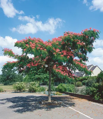 Produktbild von BALDUR Garten 1x Albizia Ombrella, Pflanze im 2 Liter-Topf, Albizia julibrissin, Seidenbaum, Schlafbaum, schirmartiger Wuchs, abends rollen sich die Blätter zusammen, mehrjährig
