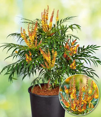 Produktbild von BALDUR Garten 1x Mahonie Volcano® (MYOY®), Pflanze im 2 Liter-Topf, pflegeleichter Zierstrauch, winterhart, immergrün, pflegeleicht, für Standort im Schatten geeignet, blühend, Mahonia aquifolium