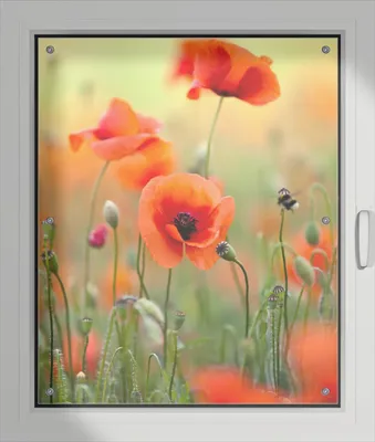 Produktbild von Wallario Lichtschutzbild, Dekorativer Sichtschutz Sonnenschutz 76 x 93 cm mit Motiv: Mohnblumenblüten - Verdunklung ohne Bohren