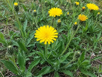 Produktbild von SaatPilot Pilosella officinarum 400 Samen Kleines Habichtskraut