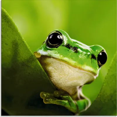 Produktbild von ARTland Glasbild Ausspähender Frosch Größe: 30x30 cm
