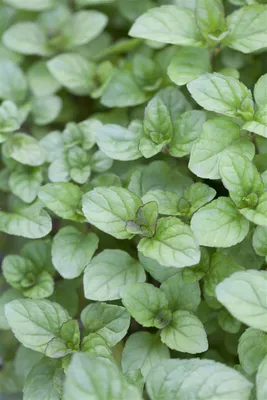 Produktbild von Mentha x piperita var. citrata, Zitronenminze, aromatisch, ca. 9x9 cm Topf