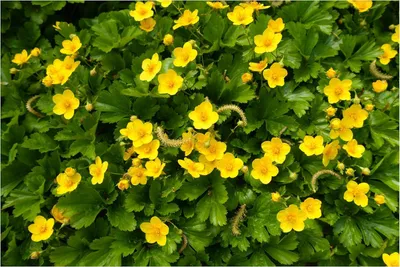 Produktbild von Stauden Gänge 10 x Waldsteinia ternata - Teppich-Golderdbeere - Robuster Alleskönner mit leuchtendem Akzent - Trittfest - Bodendecker - Immergrün