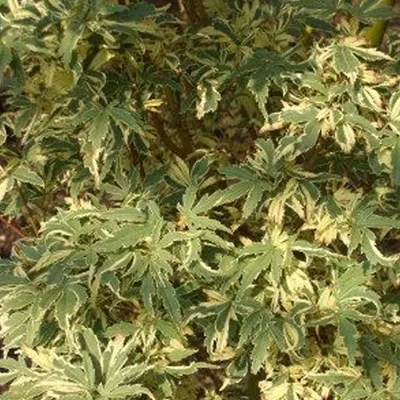 Obrázok produktu pre Javor japonský  - Acer palmatum 'Butterfly'  | 40-60 cm v kontajneri