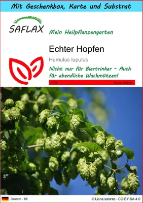 Produktbild von SAFLAX Geschenk Set - Echter Hopfen - Humulus lupulus - 50 Samen - Mit Geschenkbox, Versandaufkleber, Geschenkkarte und Anzuchtsubstrat